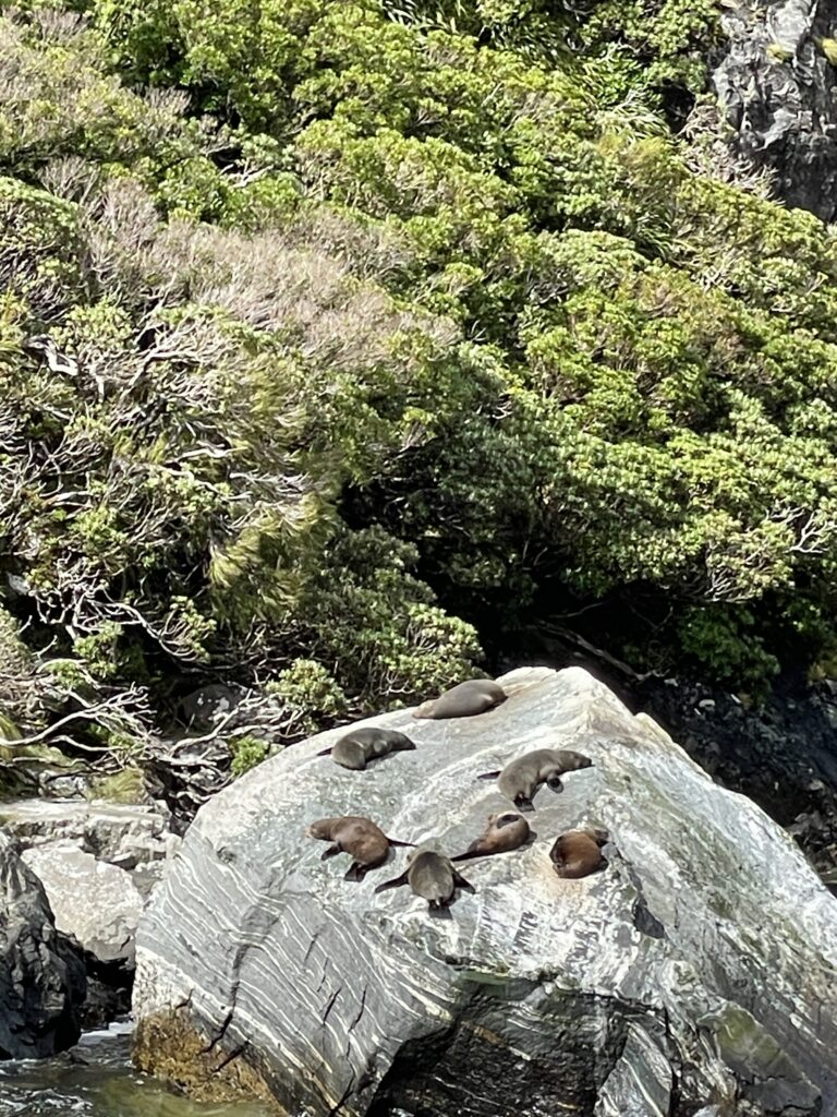 アシカ？も岩の上に