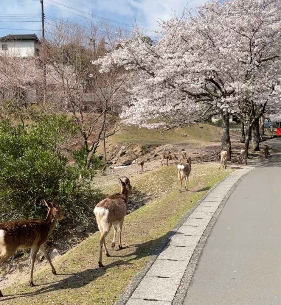 宮島、通勤路の鹿と桜